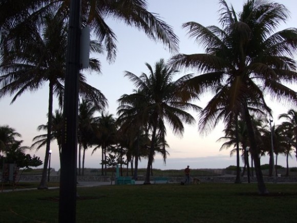 Art Deco Miami Florida Palms